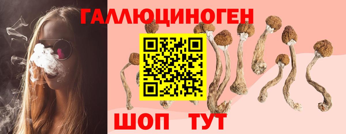 Галлюциногенные грибы Psilocybe Буйнакск